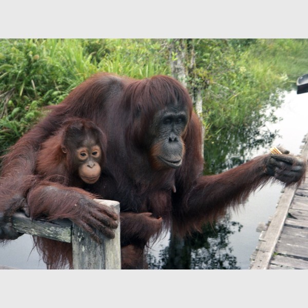 "Family on the dock" - Parents and young orangutan - Sepilok, Kalimantan, Indonesia, 1996