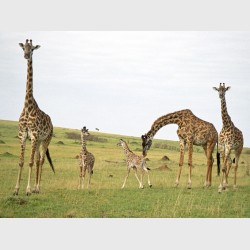 Giraffes in the Mara - II - Kenya, 1997