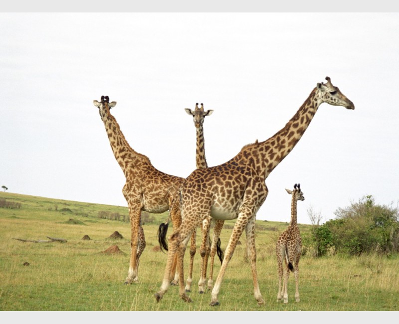 Giraffes in the Mara - I - Kenya, 1997