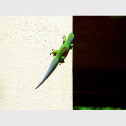 Lined day gecko (Phelsuma lineata bifasciata) on the hotel wall - Vakona Lodge, Périnet, Madagascar, 1997