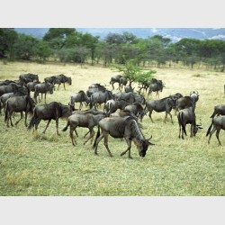 Wildebeest in motion - III - The Serengeti, Tanzania, 1997