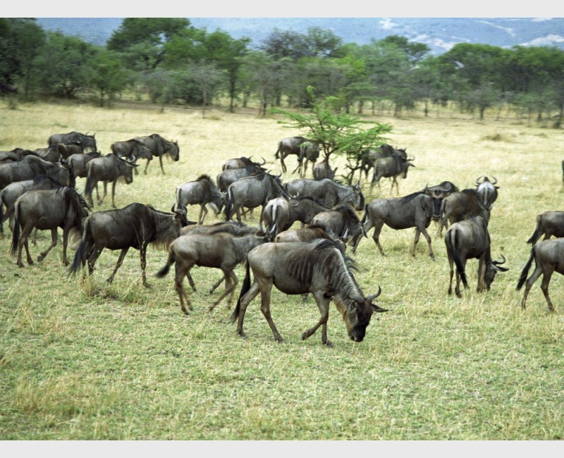 Wildebeest in motion - III - The Serengeti, Tanzania, 1997