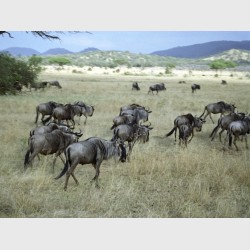 Wildebeest in motion - I - The Serengeti, Tanzania, 1997