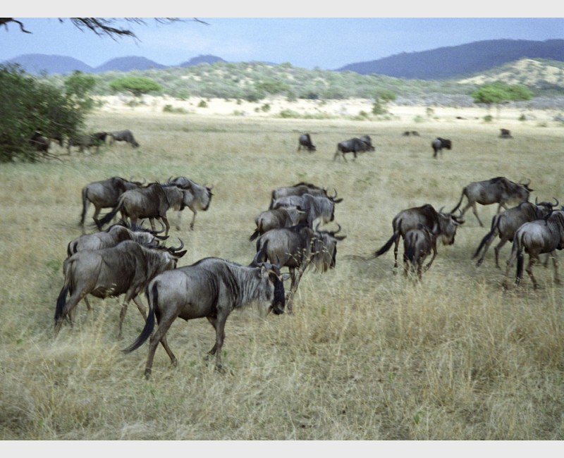 Wildebeest in motion - I - The Serengeti, Tanzania, 1997