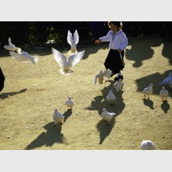 Doves and girl in the park - I - Seville, Spain, 2001
