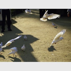 Doves and girl in the park - II - Seville, Spain, 2001