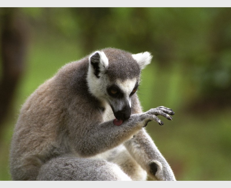Ring-tailed lemur (Lemur catta) - Madagascar, 2005