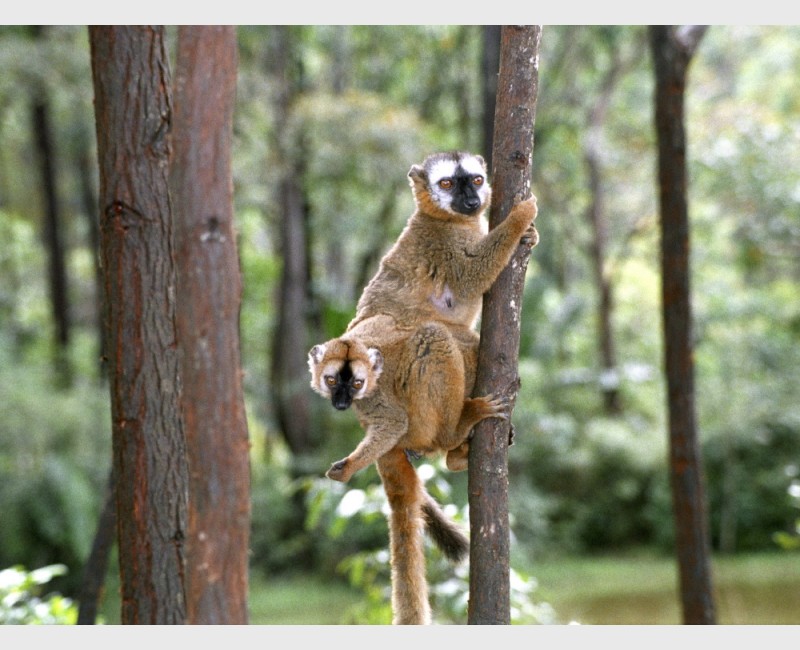 Adult female and young male Red fronted brown lemurs (Eulemur fulvus rufus) at Périnet - Madagascar, 2005