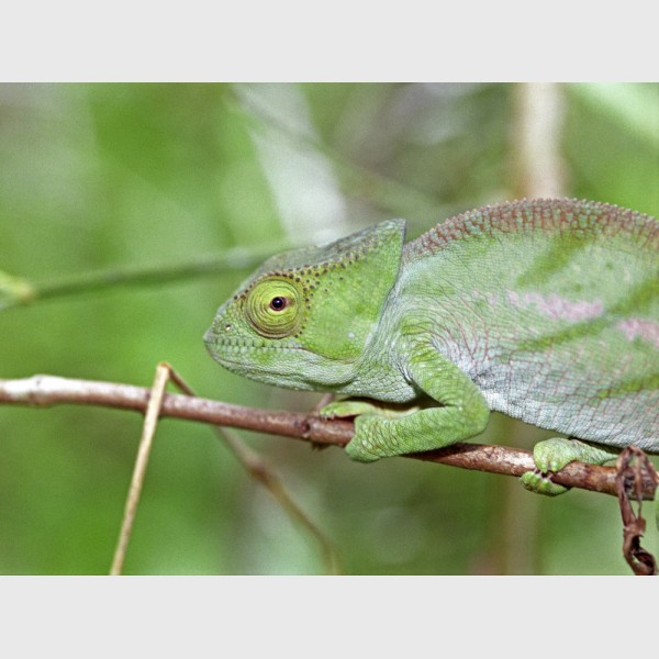 Chameleon - Périnet, Madagascar, 2005