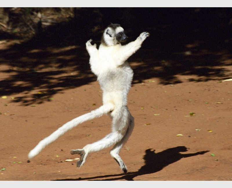 "Dancing" Verreaux sifaka (Propithecus verreauxii) - I - Berenti, Madagascar, 2005