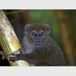 Bamboo lemur - Near Antananarivo, Madagascar, 2005