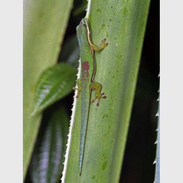 Lined day gecko (Phelsuma lineata bifasciata) on a leaf - Périnet, Madagascar, 2005