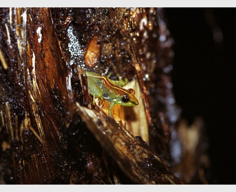 Frog camouflaged on bark - Madagascar, 2005
