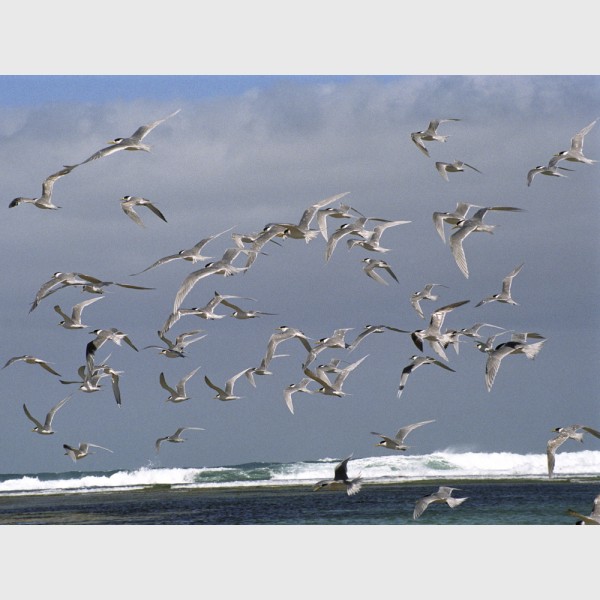 Gulls at Baird Bay - I - South Australia, 2006