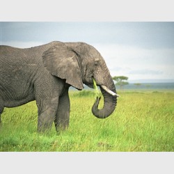 Feeding elephant - Kenya, 2006