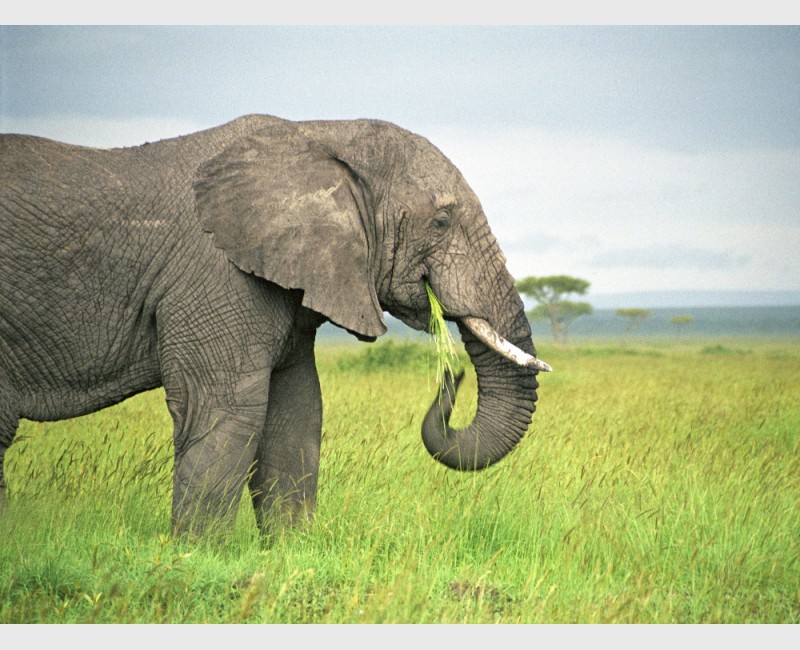 Feeding elephant - Kenya, 2006