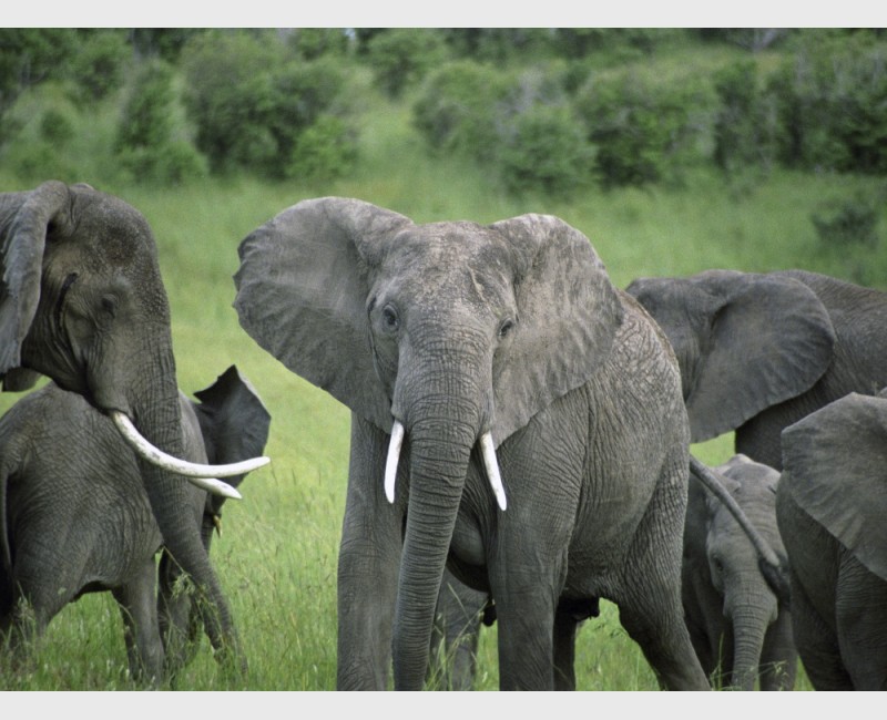 Elephants in the Mara - Kenya, 2006