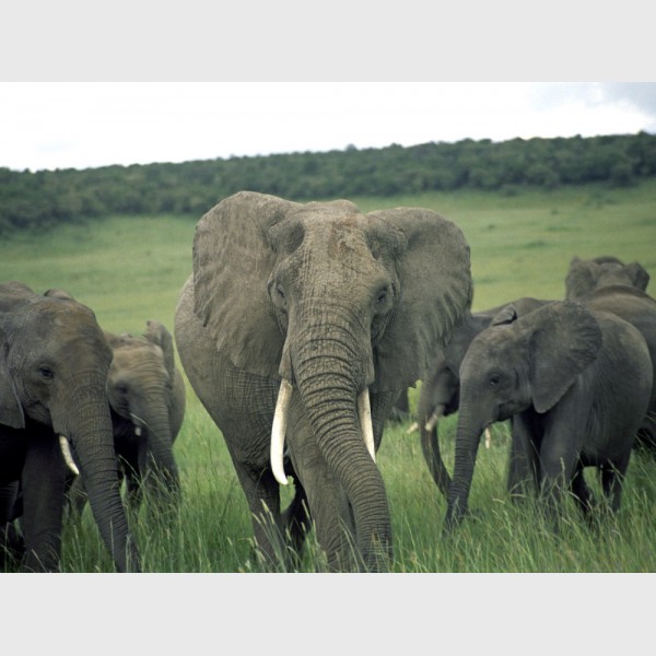 African elephants (Loxodonta africana) - The Mara, Kenya, 2006