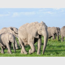 Huge elephant herd at Amboseli - Kenya, 2010