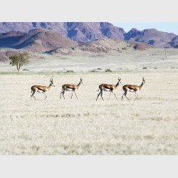 Springbok antelopes - Namibia, 2012
