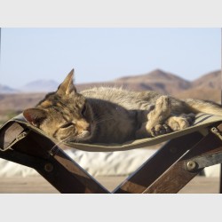 Cat, Damaraland - Namibia, 2012