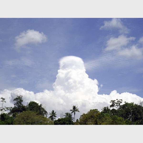 Clouded Taman Negara - Malaysia, 1999