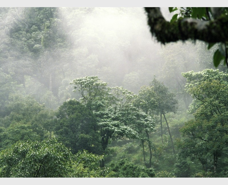 Silver - II - Rainforest landscape, Wayanad, India, 2005