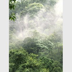 Silver - I - Rainforest landscape, Wayanad, India, 2005