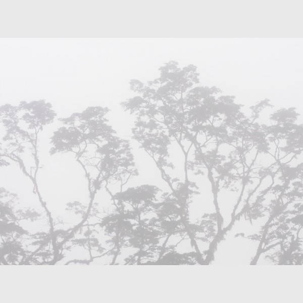 Sierra Caral in morning mist - I - Guatemala, 2009