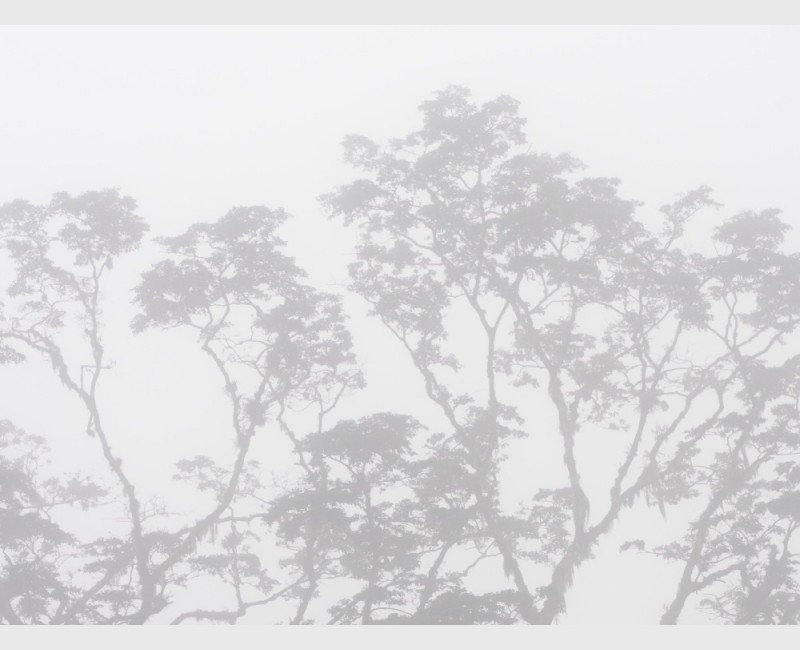 Sierra Caral in morning mist - I - Guatemala, 2009