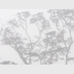 Sierra Caral in morning mist - II - Guatemala, 2009