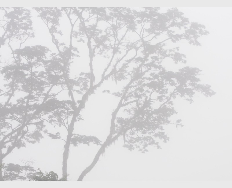 Sierra Caral in morning mist - III - Guatemala, 2009