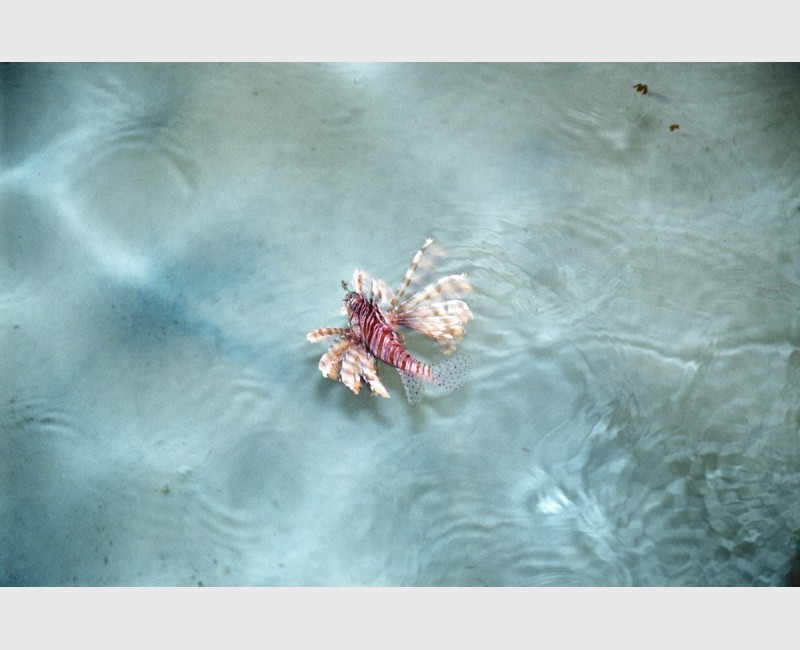 A lionfish in the shallows and light off a pontoon - Sipadan, Malaysia, August 2007