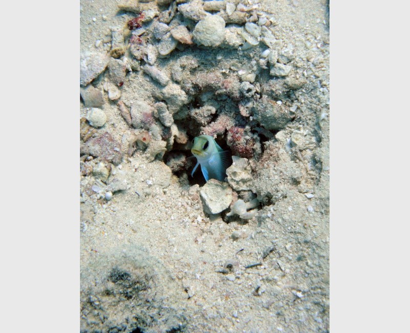 A large yellowhead jawfish in its burrow - The Exumas, December 2009