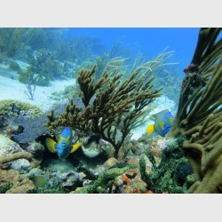 Three queen angelfish among corals - The Exumas, December 2009