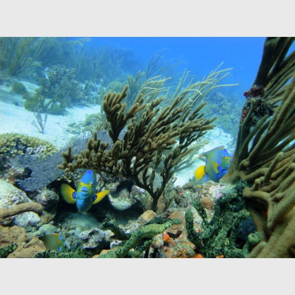 Three queen angelfish among corals - The Exumas, December 2009