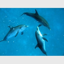 Trio of young spotted dolphins -- probably males - Bimini, The Bahamas, August 2013