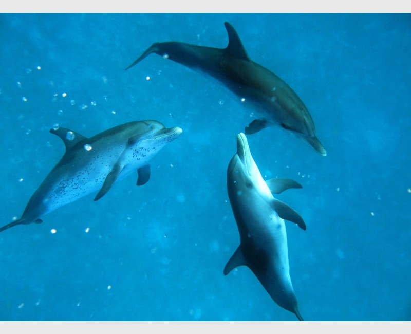 Trio of young spotted dolphins -- probably males - Bimini, The Bahamas, August 2013