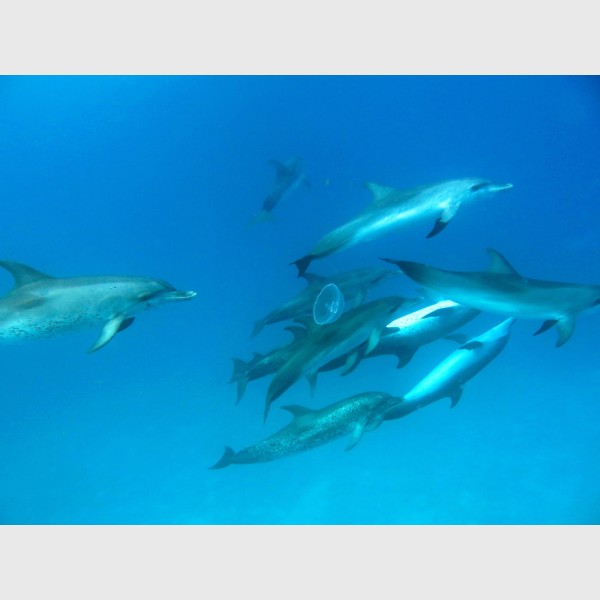 A fairly large group of spotted dolphins swimming among jellyfish - Bimini, The Bahamas, August 2013