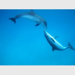 Two spotted dolphins at play - Bimini, The Bahamas, August 2013