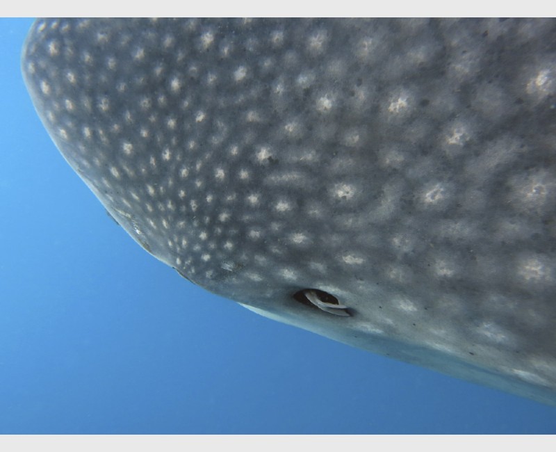 Detail of a whale shark's head - Isla Mujeres, Mexico, August 2013