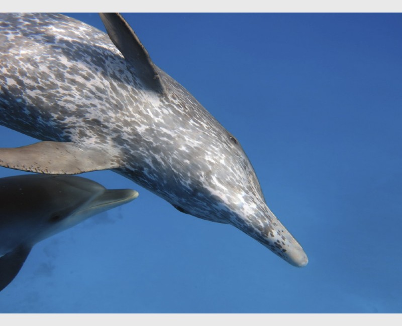 An older spotted dolphin, inverted and watching attentively - The Bahamas, July 2014