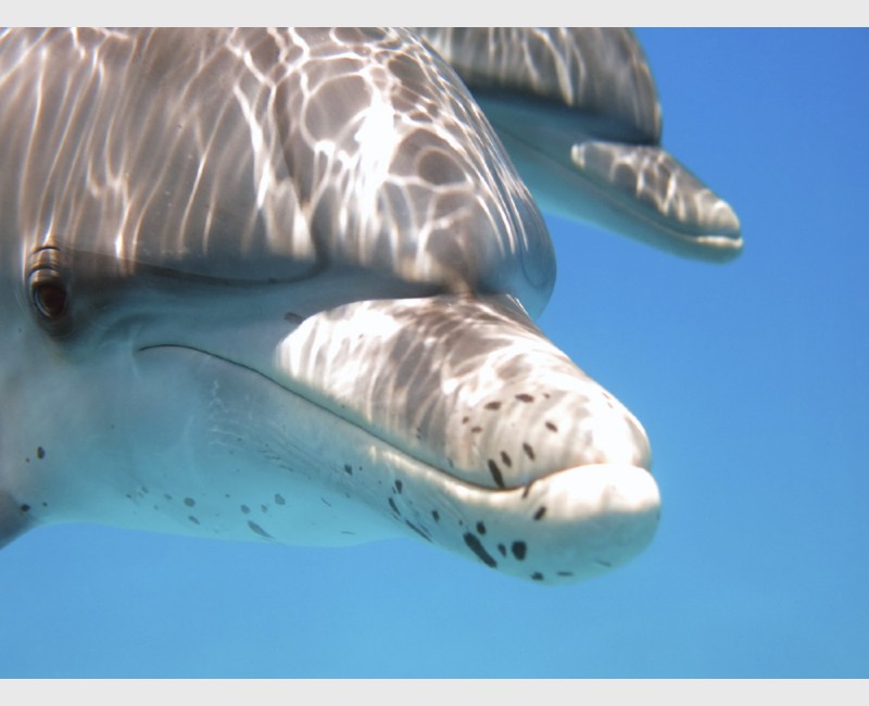 Young spotted dolphin close-up - Bimini, The Bahamas, July 2014