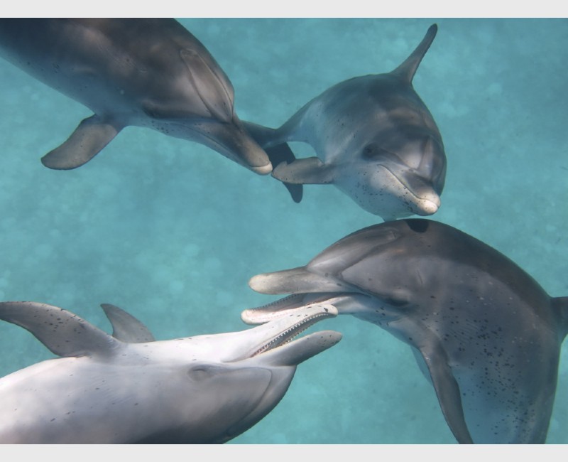Young spotted dolphins playing - Bimini, The Bahamas, July 2014