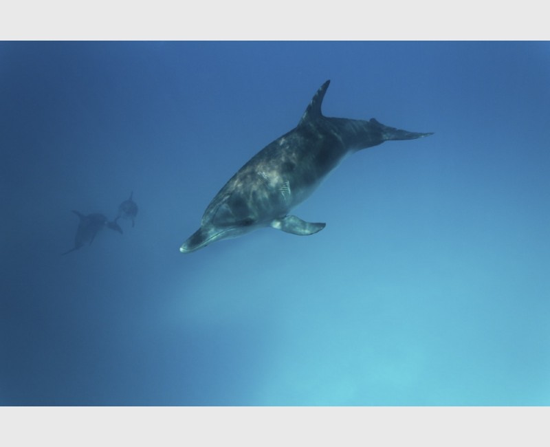 Young spotted dolphin on the go - Bimini, The Bahamas, August 2014