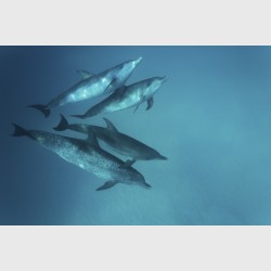 Spotted dolphins, with an older mother below - Bimini, The Bahamas, August 2014