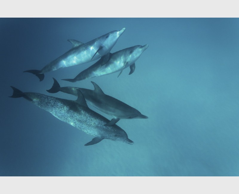 Spotted dolphins, with an older mother below - Bimini, The Bahamas, August 2014