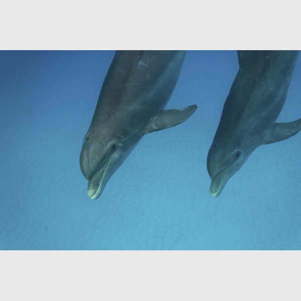 Bottlenose dolphins - West End or Bimini, The Bahamas, August 2014