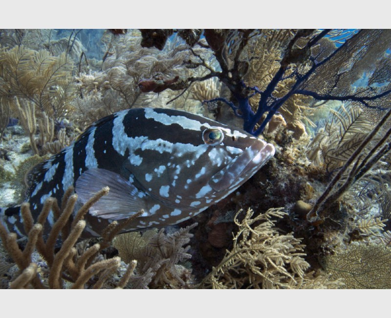 Close-up of a Nassau grouper - Danger Reef, The Exumas, December 2014