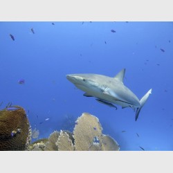 A caribbean reef shark gliding over sea fans and corals - Danger Reef, The Exumas, July 2014
